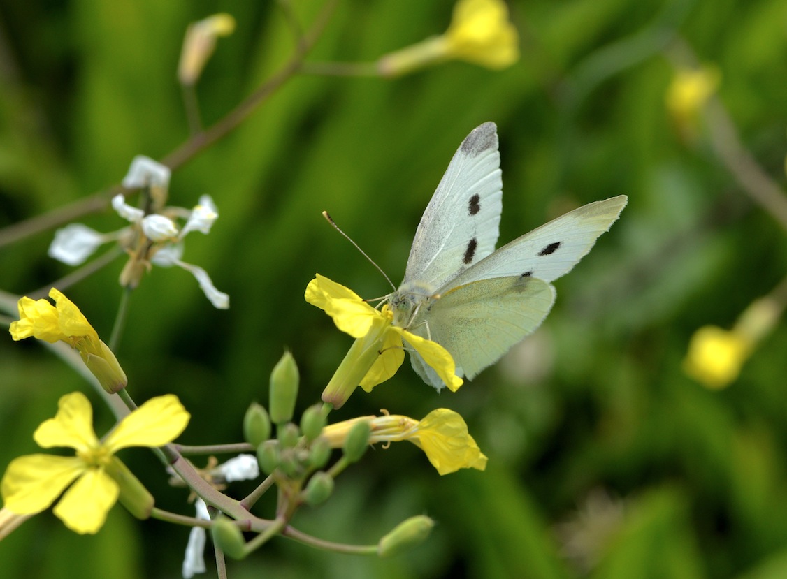 Pieris manni (femmine), credo!